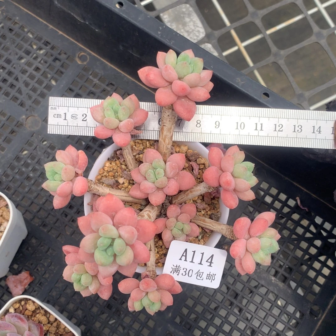 洛神群生冠服12老桩