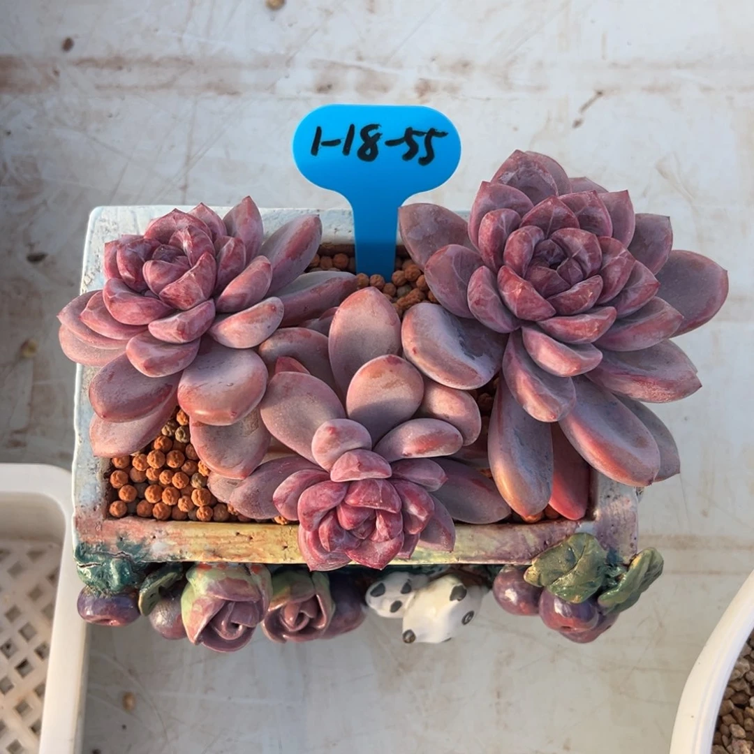 1-18-55知否多肉植物