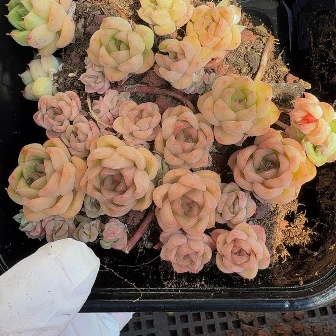 多肉植物多肉植物165