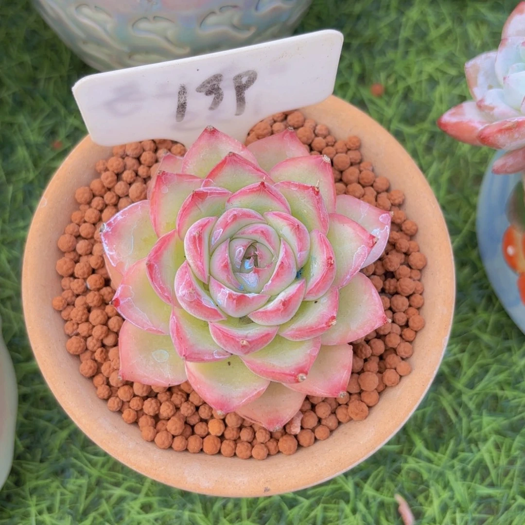 你***猜云南金致家精品多肉