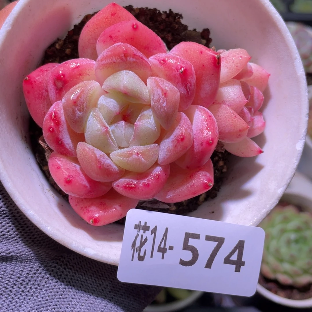 花利美14-574冰糖