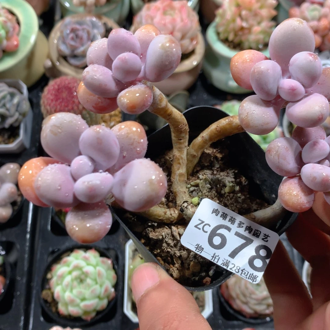 5CM拇指盆精控多肉ZC678