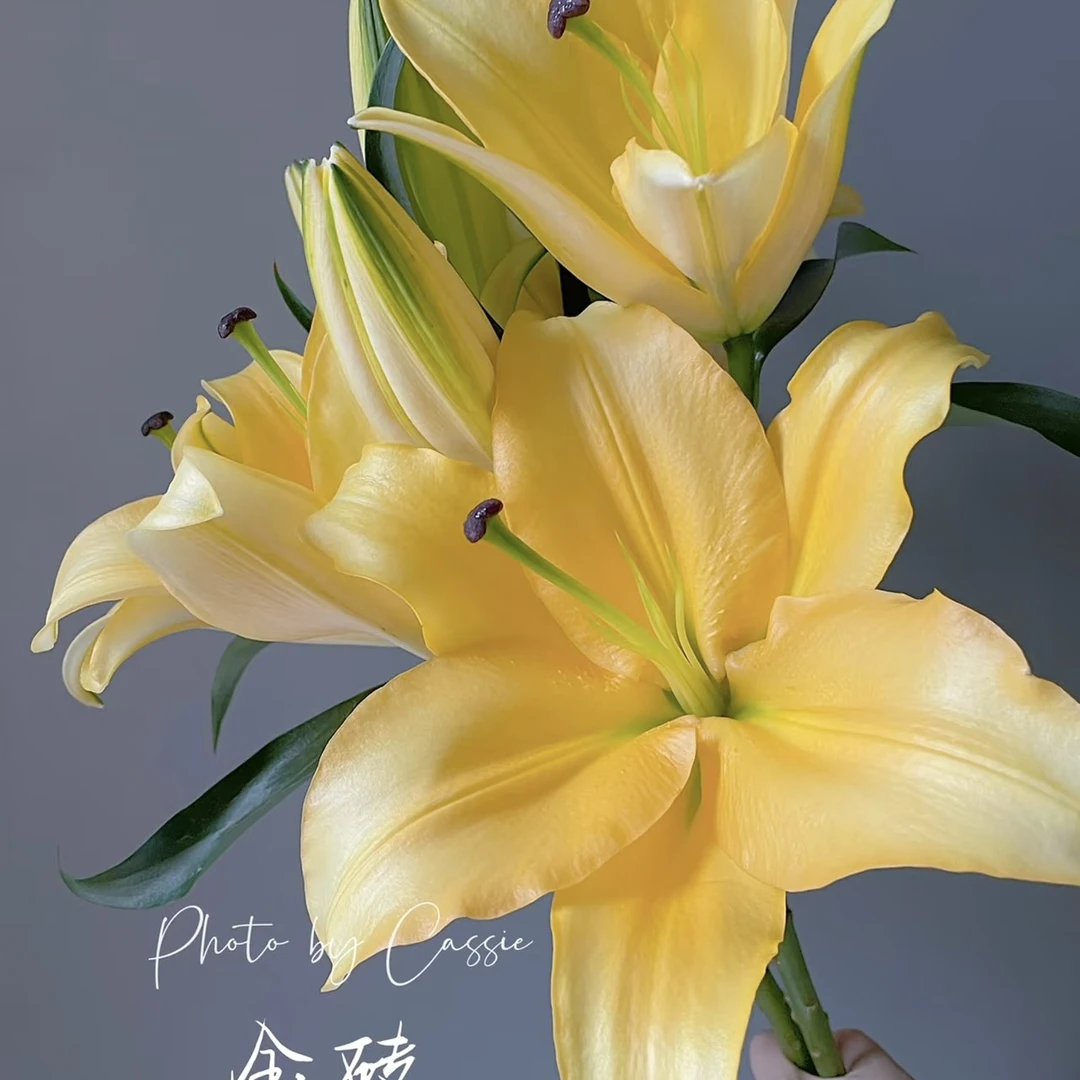 【金砖】香水百合鲜花水养鲜切花办公室室内瓶插花桌面装饰优质