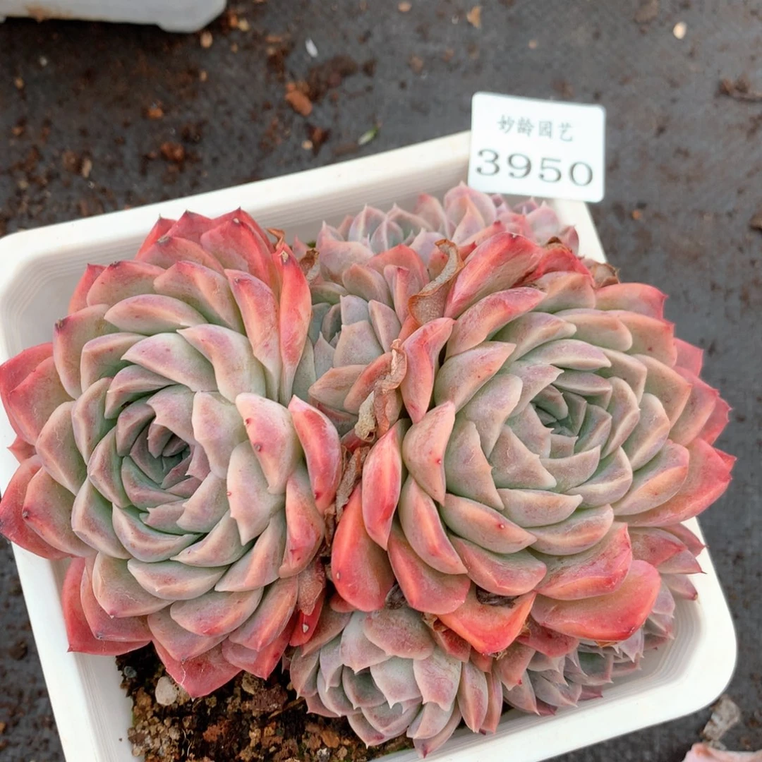 3950杂交多肉植物