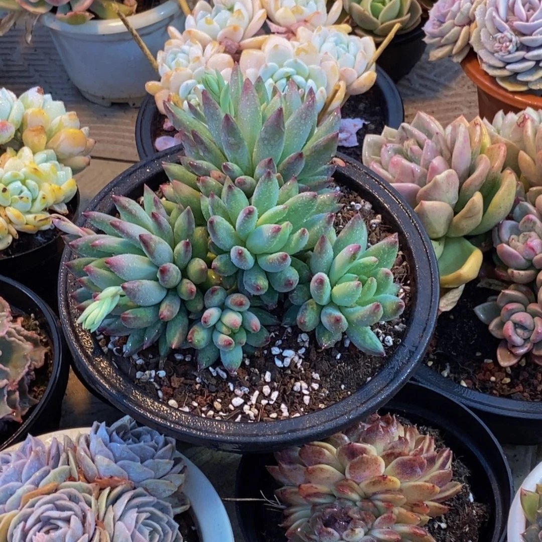 岁**s一物一拍多肉植物