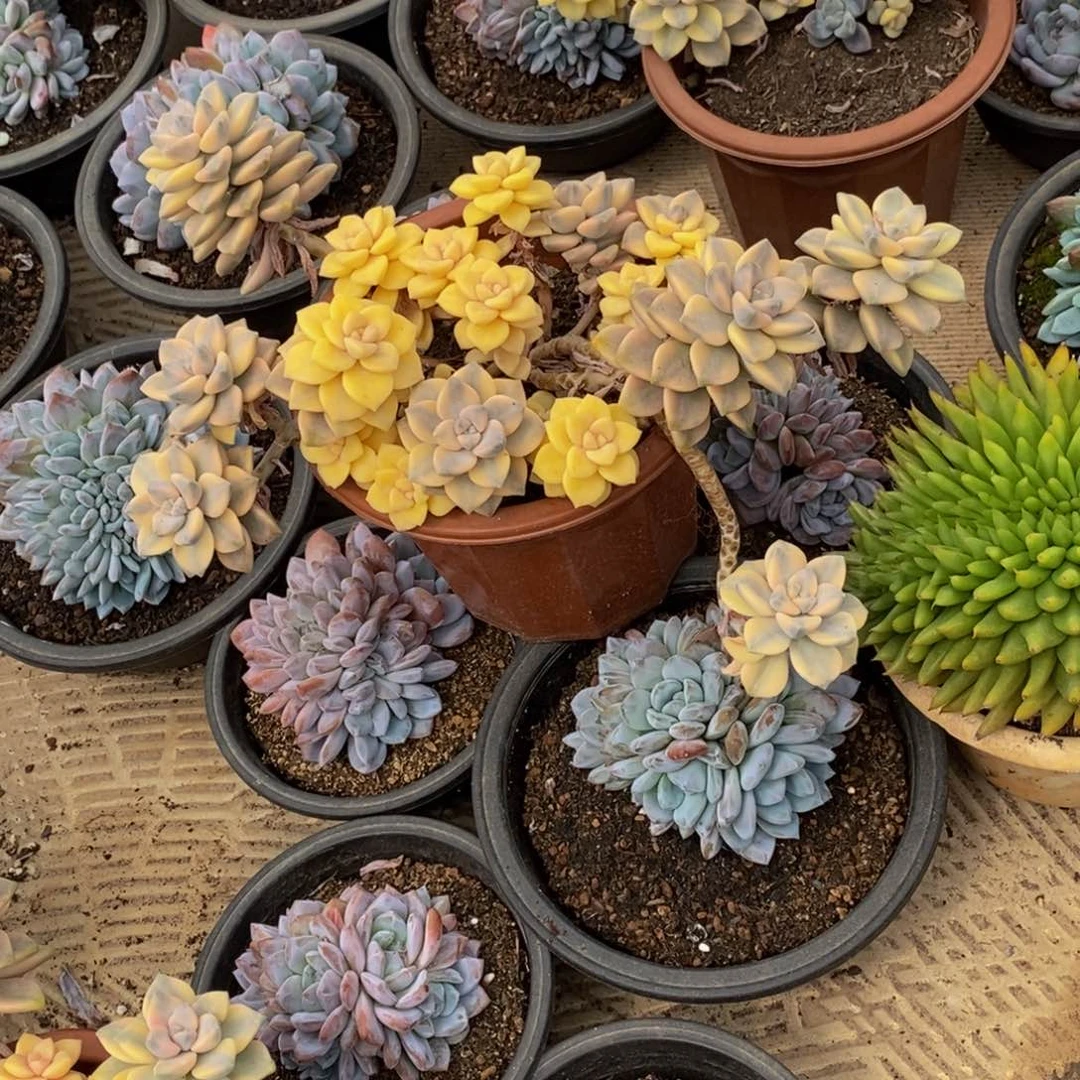 含**笑48包邮一物一拍多肉植物