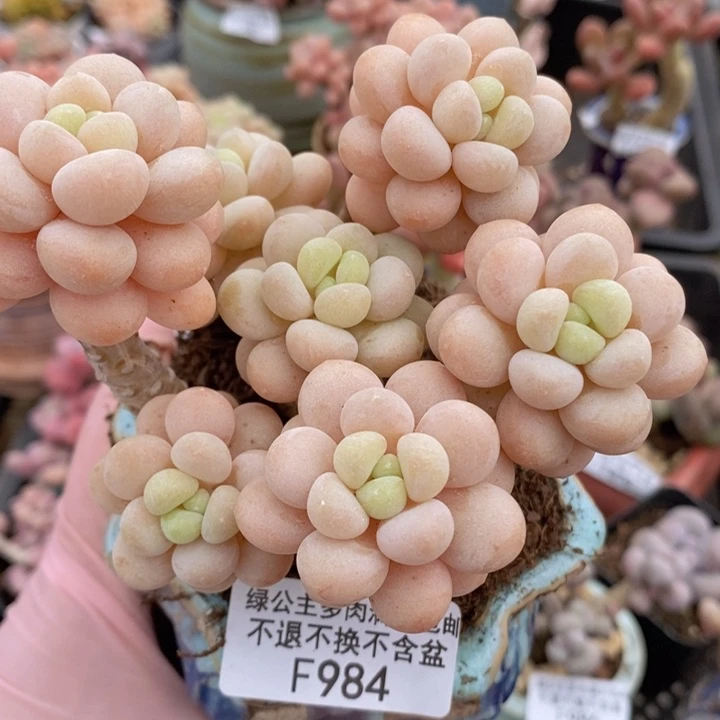 洛可可老桩10cm984多肉植物