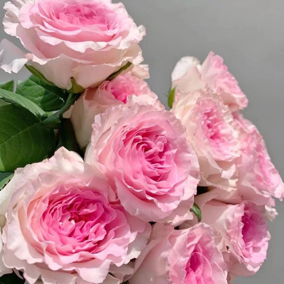 洛神玫瑰6枝河南