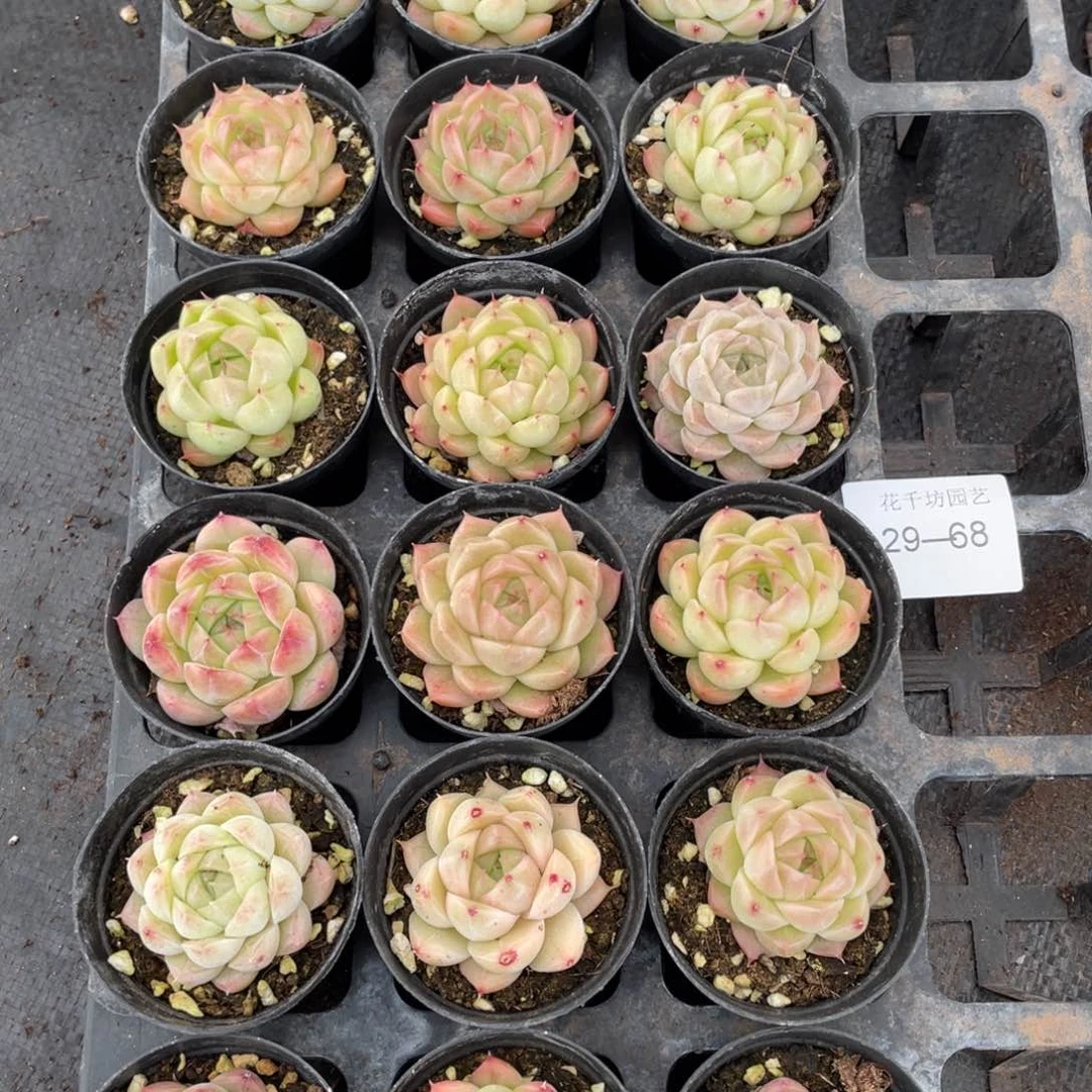 一物一拍18颗29-68