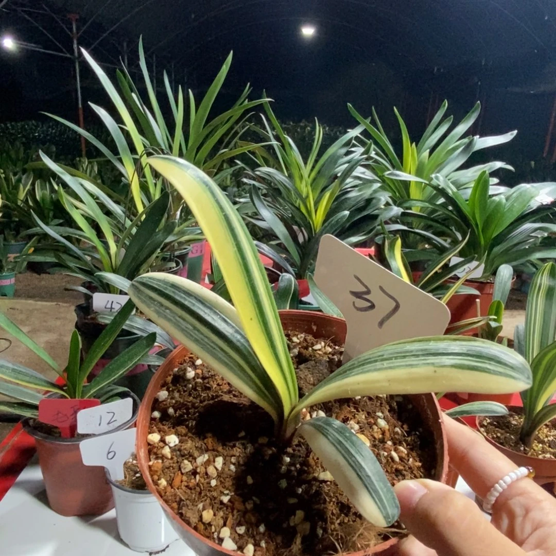 当前无花栽培后可以开花