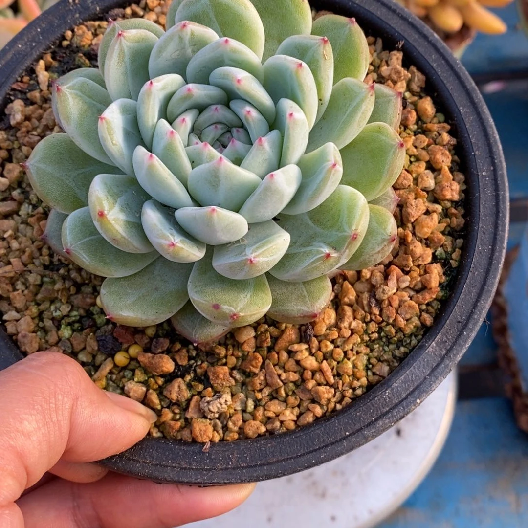 寄养多肉植物一物一拍多肉植物