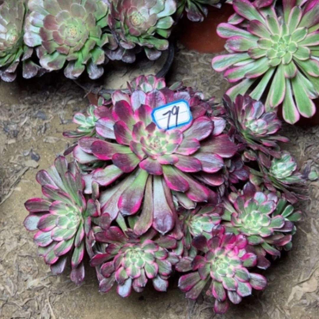 【闪购商品】多肉植物黑金刚79