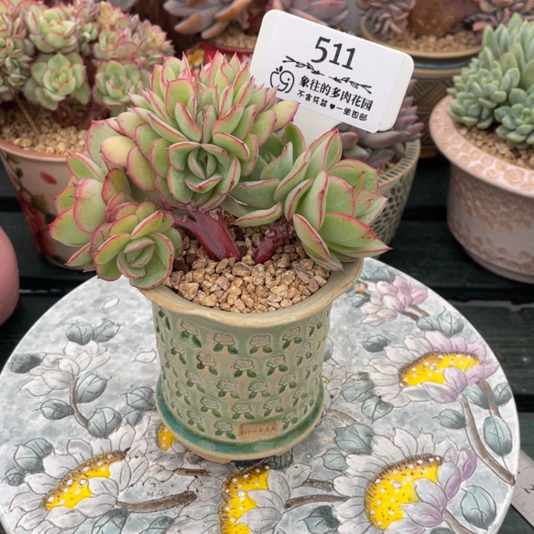 【闪购商品】牡丹亭511