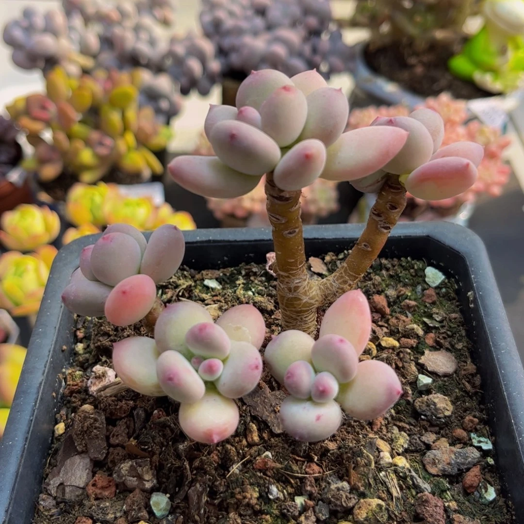 323/10cm苹果奶多肉植物