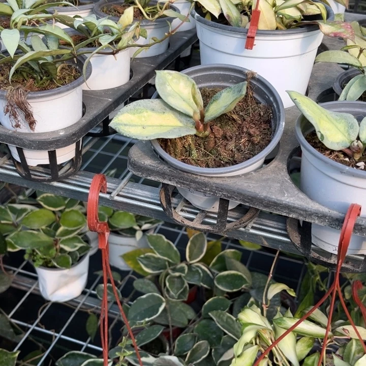 球兰直播间一物一拍