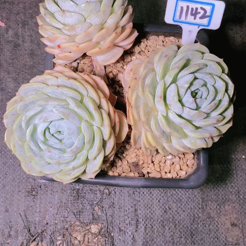 【闪购商品】蒙****郎1142