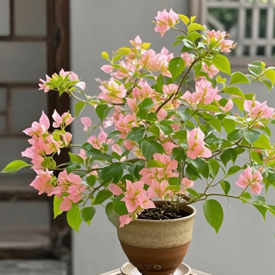 《绿叶樱花》三角梅盆栽四季开花可种阳台庭院（落花落叶不予售后）