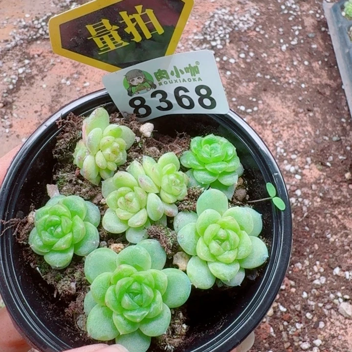 多肉植物多肉植物