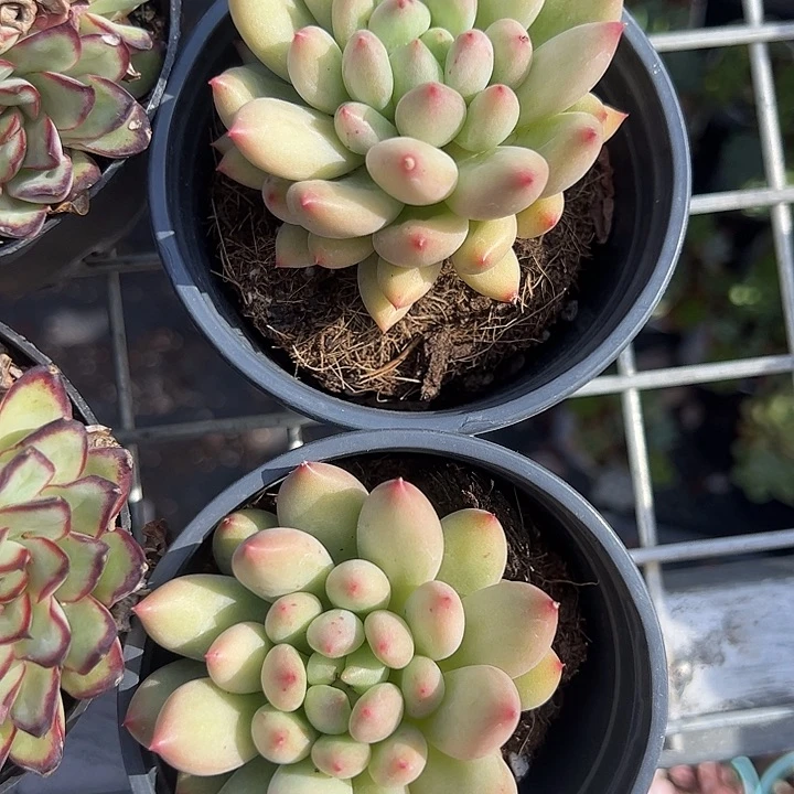 单头虞美人多肉植物精品