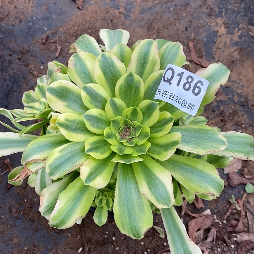 186金丝翡翠无售后多肉植物