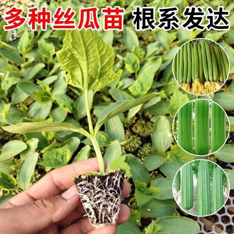 丝瓜丝瓜秧苗大肉丝瓜秧苗长香丝瓜秧苗牛奶丝瓜秧苗各种菜苗秧苗