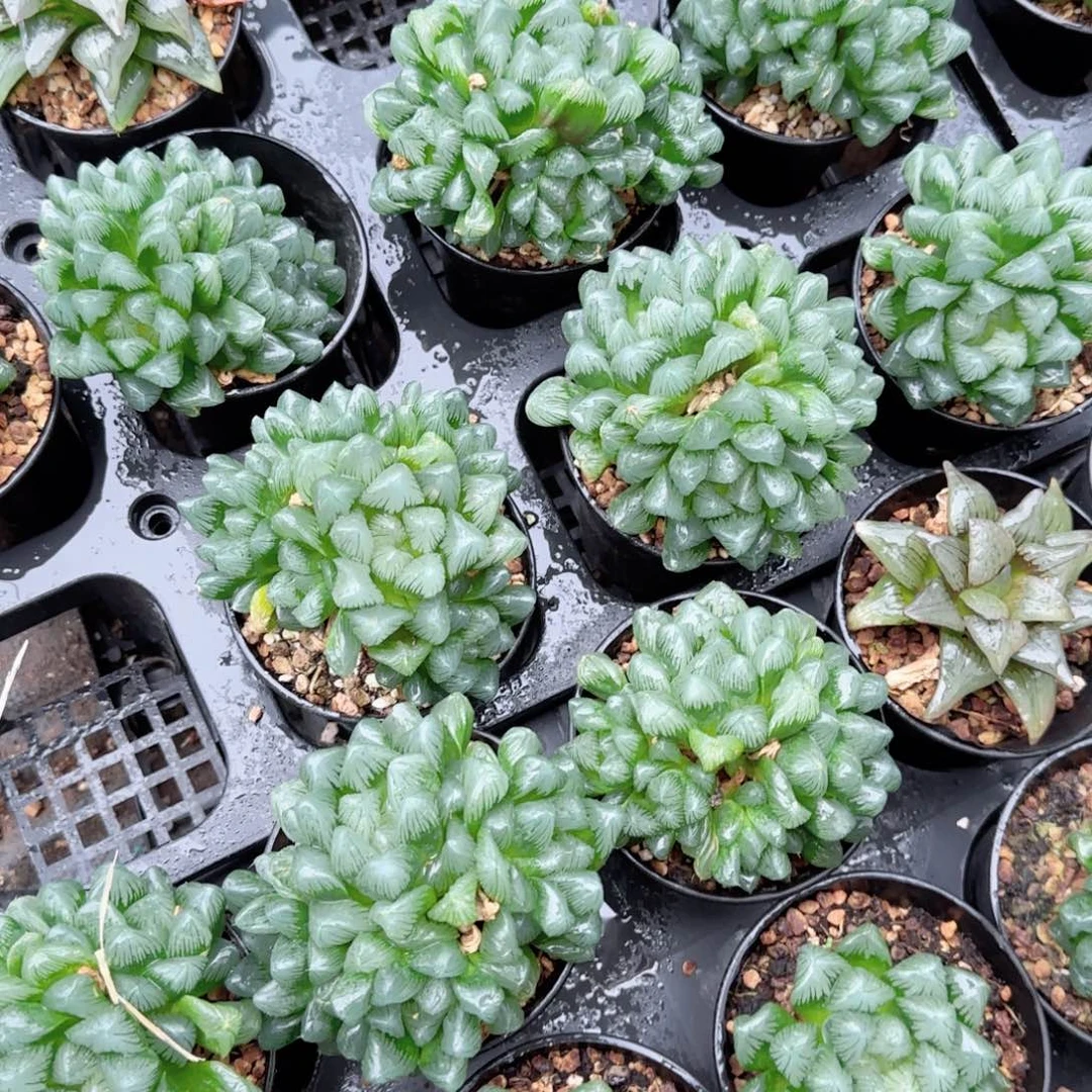 翡翠多肉植物一颗