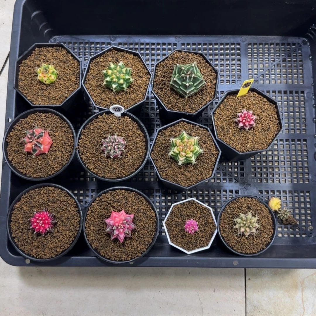 *****泰系米哈锦侧芽11棵