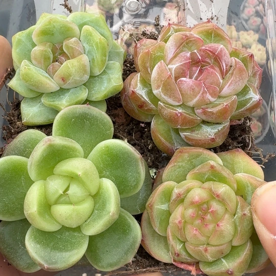 一物一拍一物一拍1102-286