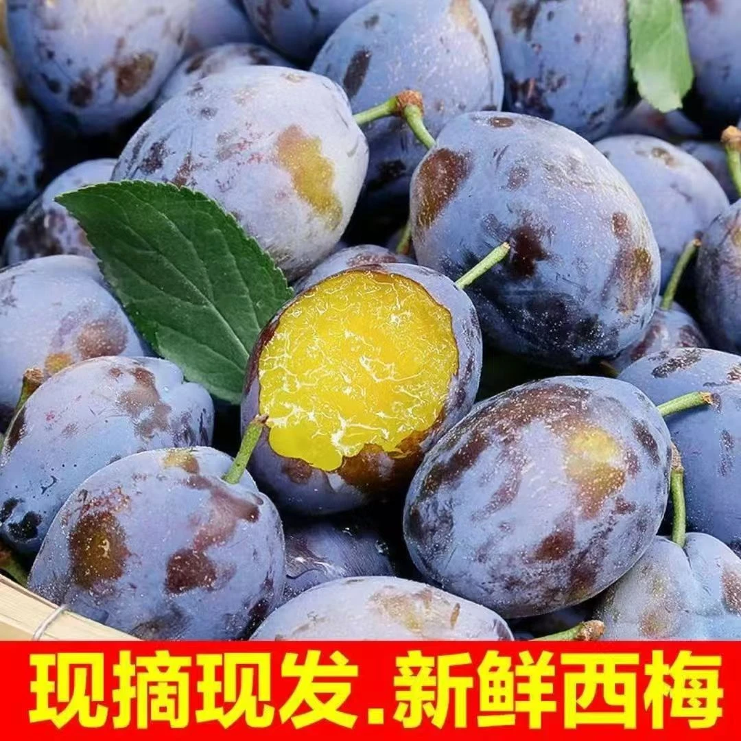 头茬鲜果】新鲜现摘西梅香甜多汁当季水果放软更好吃产地直发