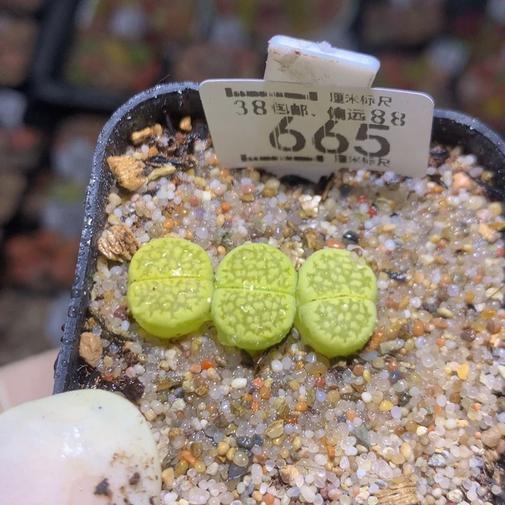 zzz精品生石花665