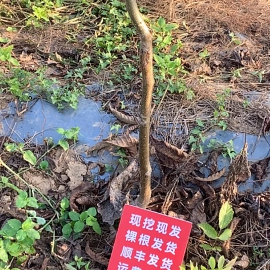 暴***山吊坠文玩核桃粗筋