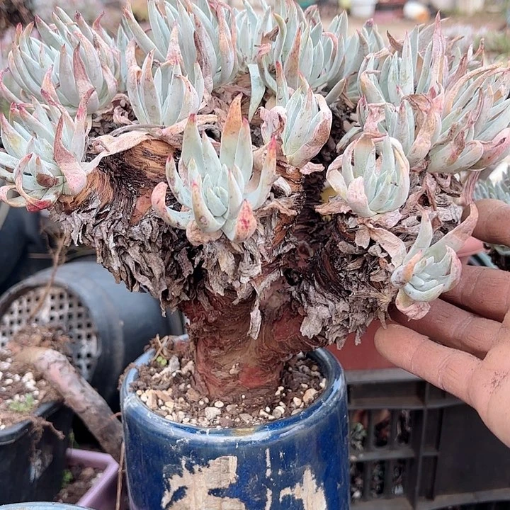 仙女杯多肉植物提取