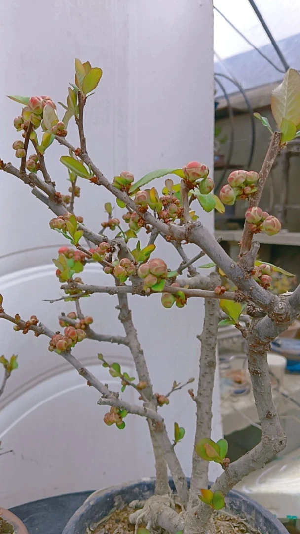 世界一海棠树土球包邮