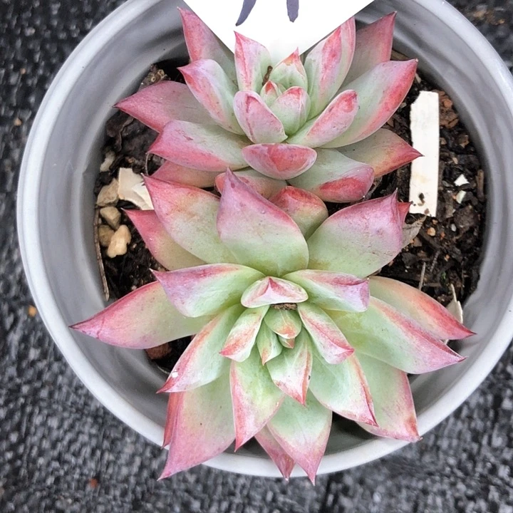 茉*53////////////////