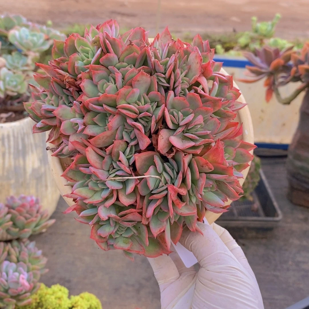 7669绮罗仙子一物一拍