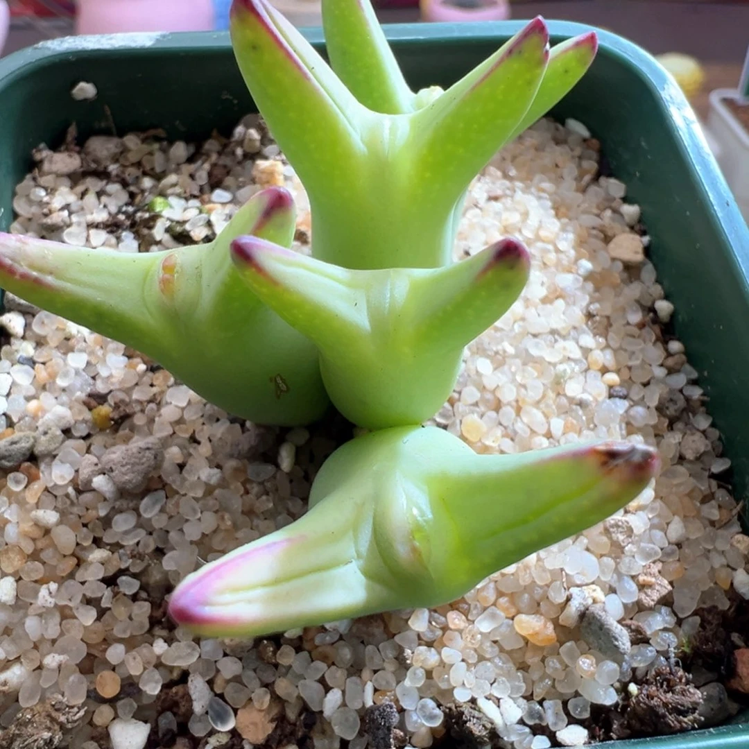 钮****花361优选园艺0136皮卡丘五头