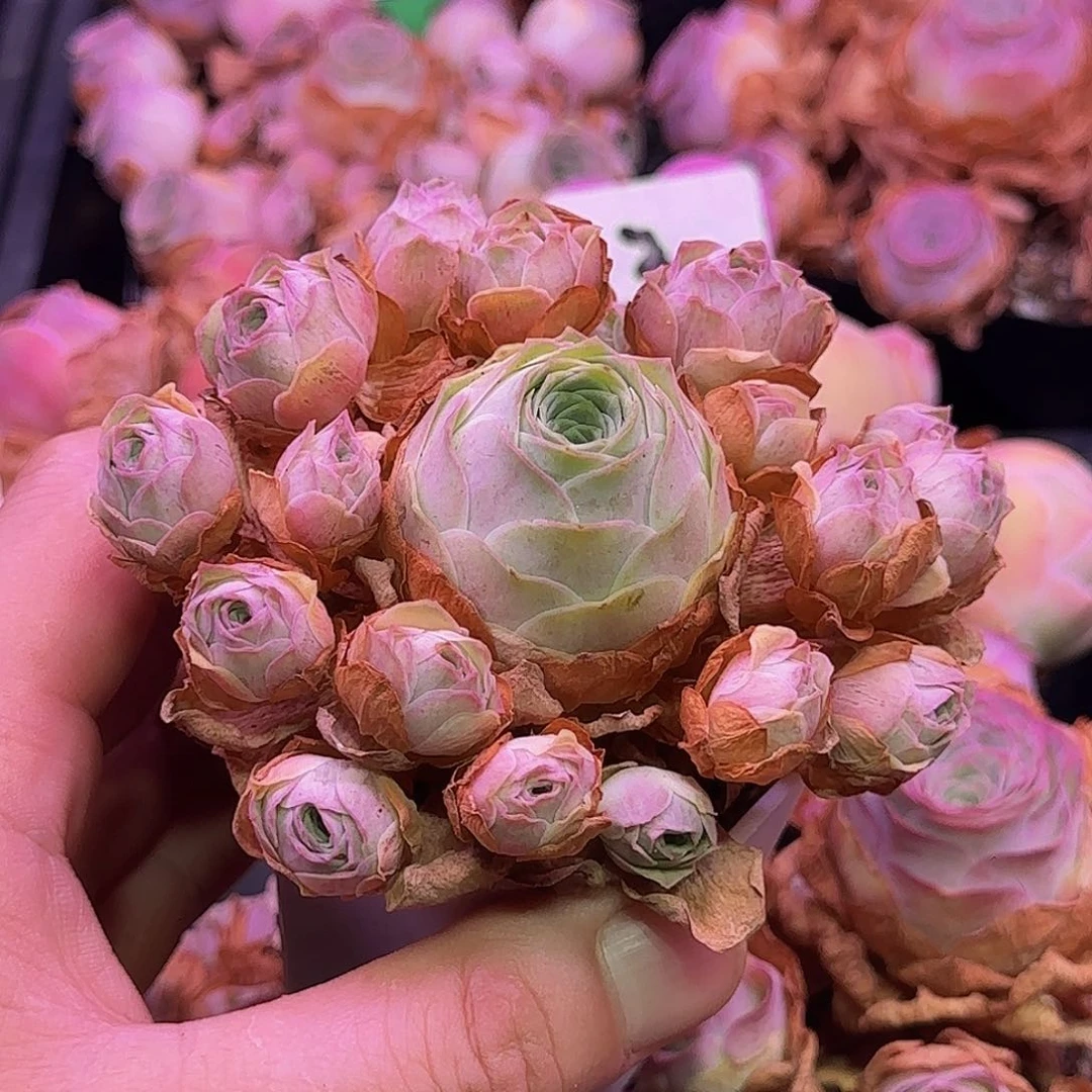 黄***荼拉丝泡泡 玻璃心慎拍 多肉