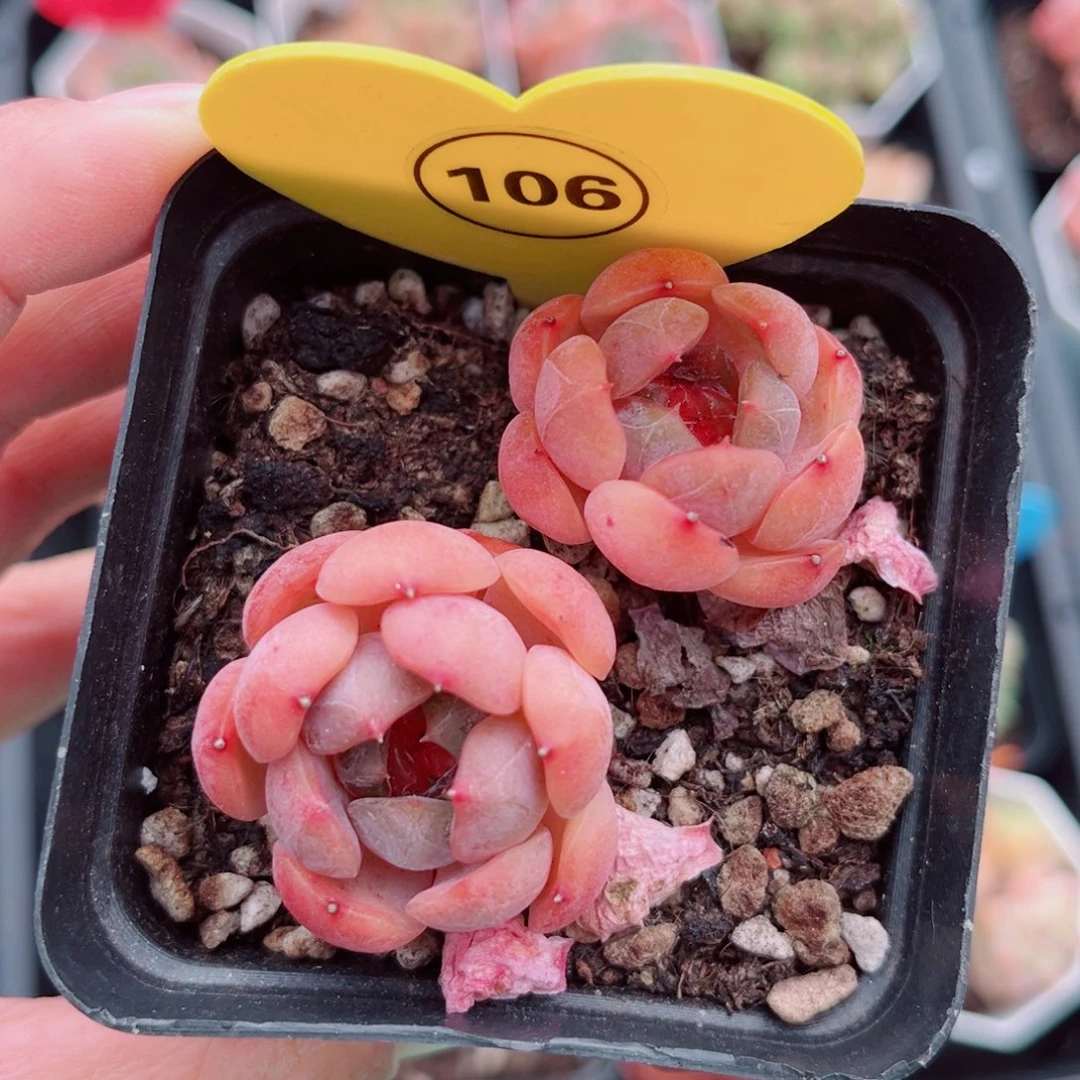 106小老桩红恋双头
