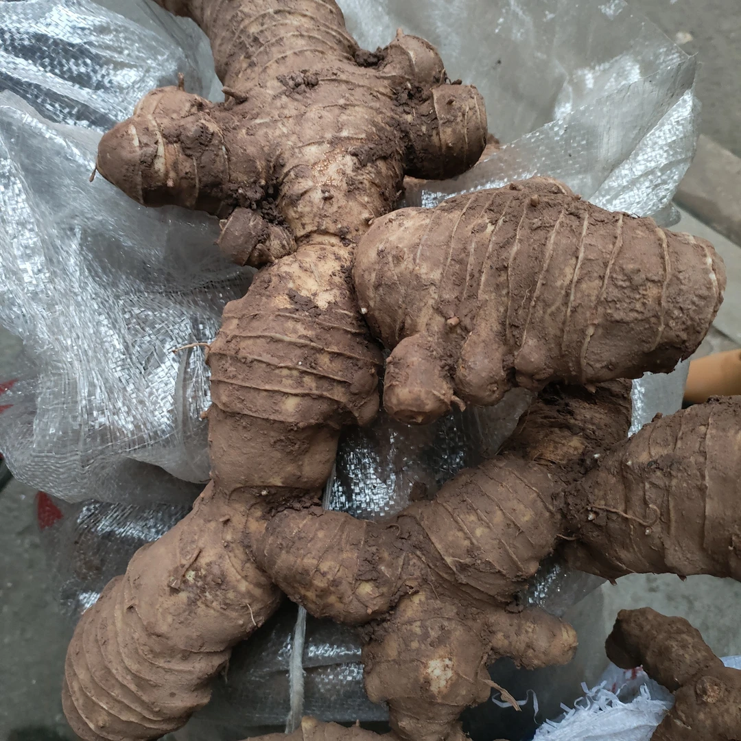 四川高山大黄姜老生姜大姜老黄姜老姜生姜（仙人余粮）九蒸九晒。