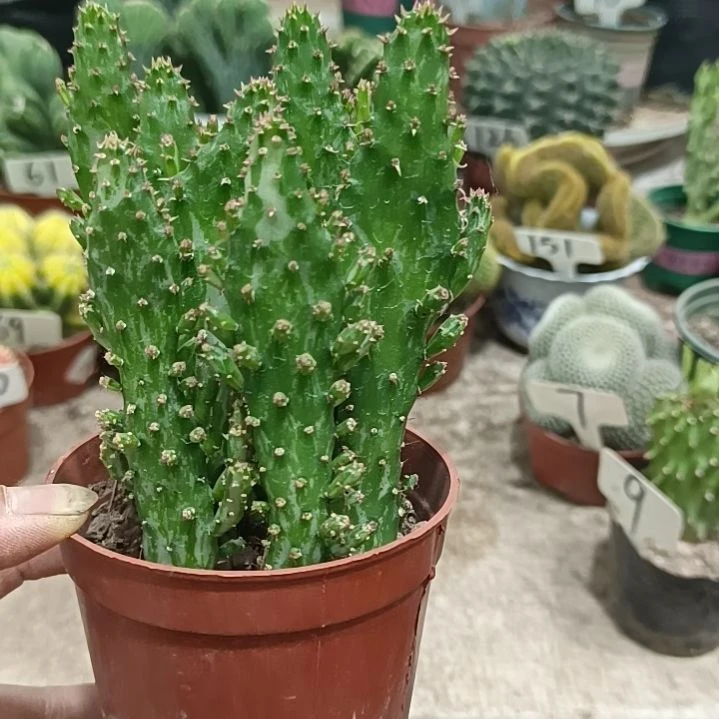 无花朵千佛手锦          16元