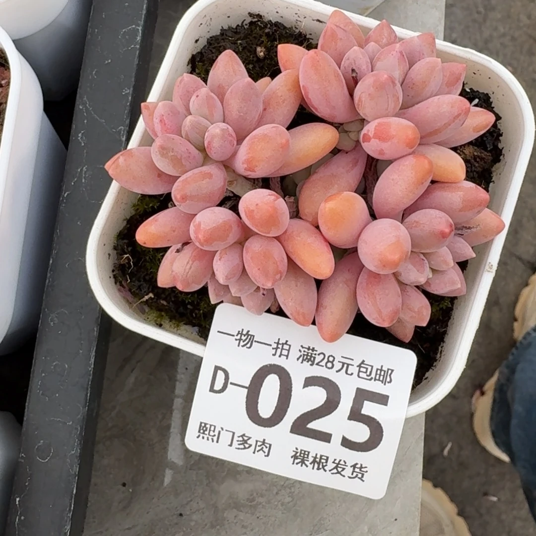 星黛露无盆土发货