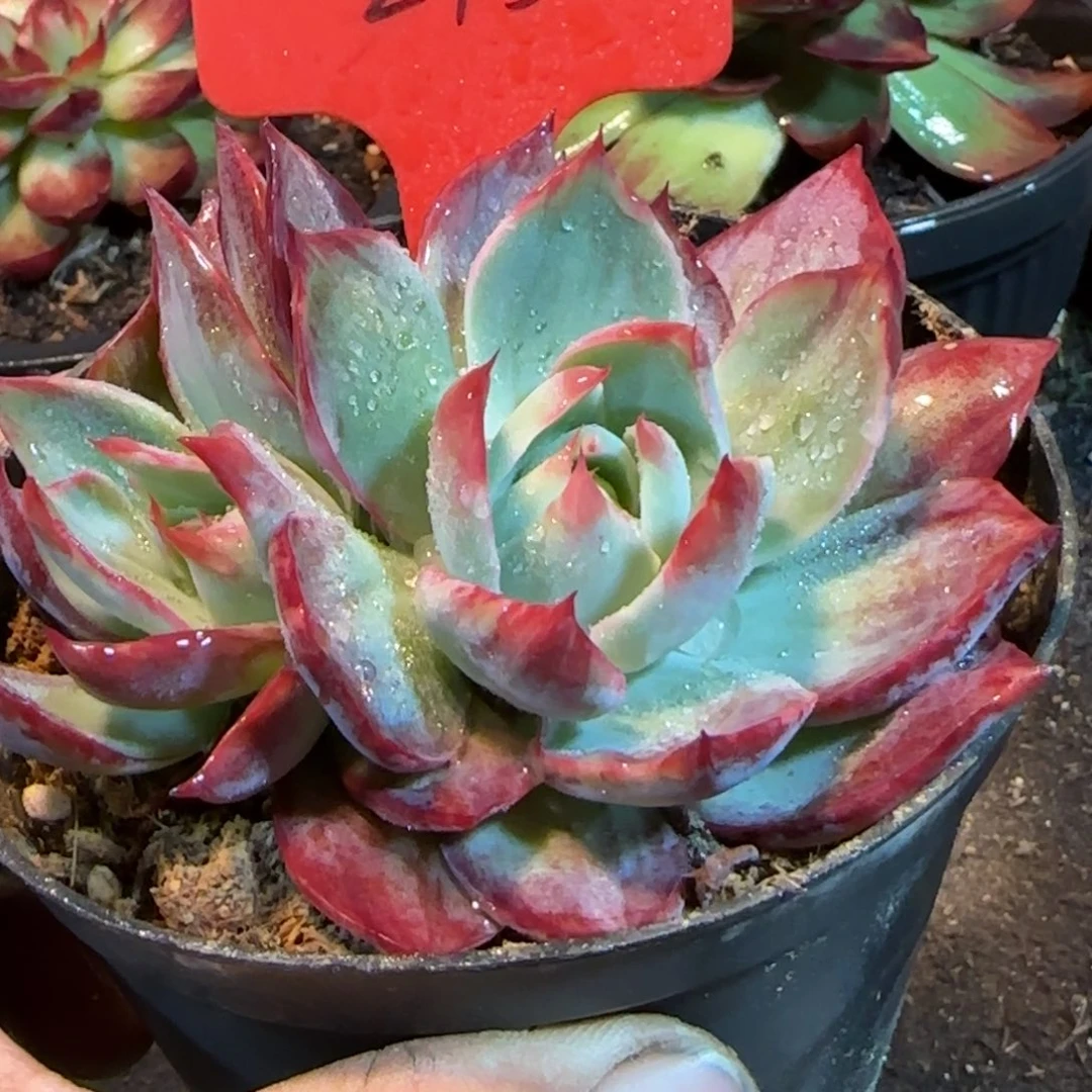 惊鸿一物一拍包装收缩花旱275