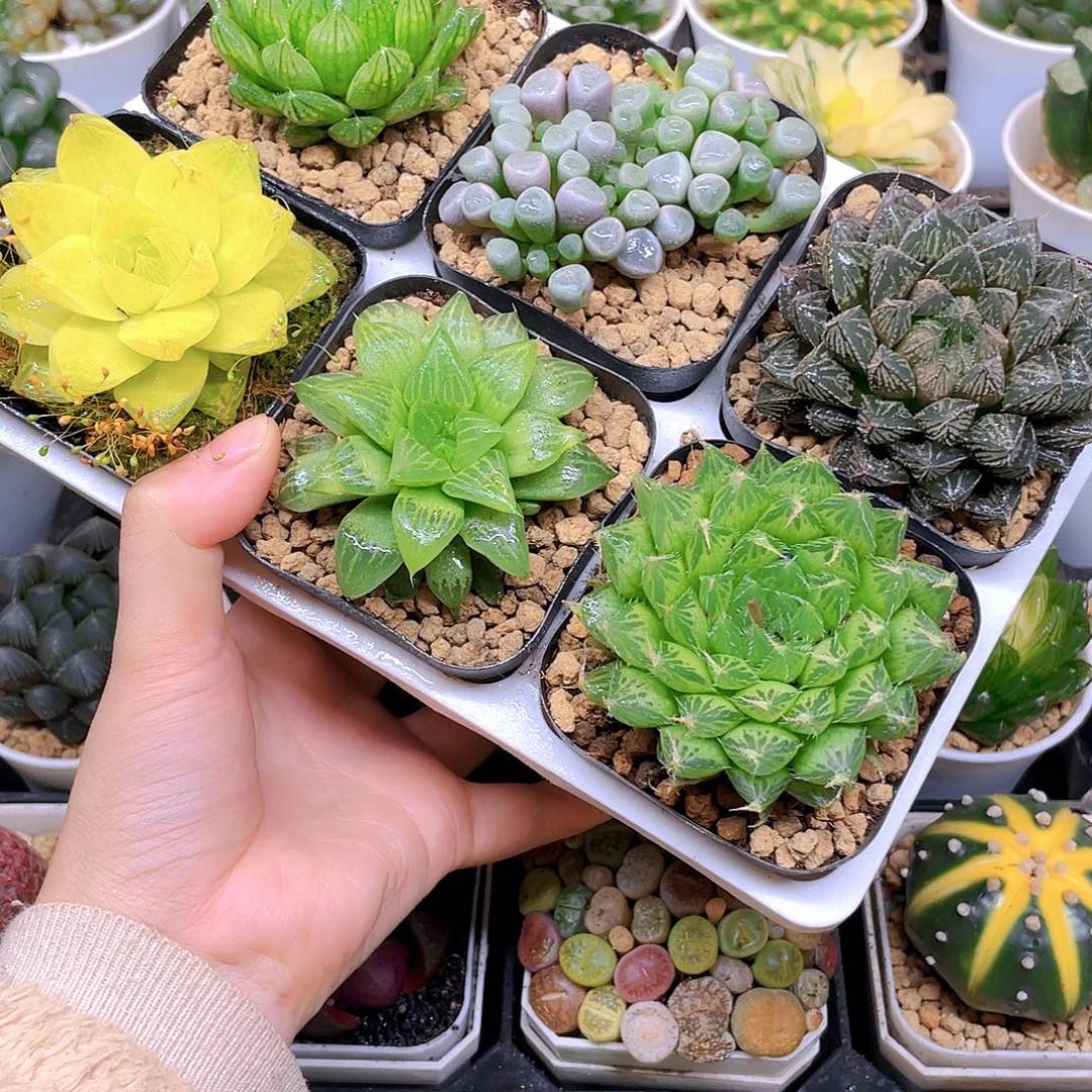 玉露六件套多肉，原盆