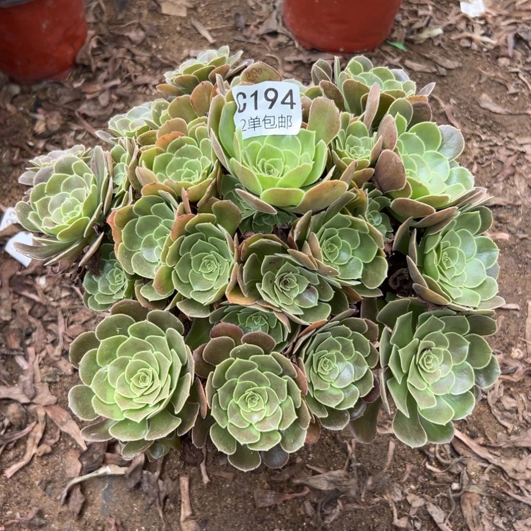 194多肉   荷兰玫瑰 不包断头
