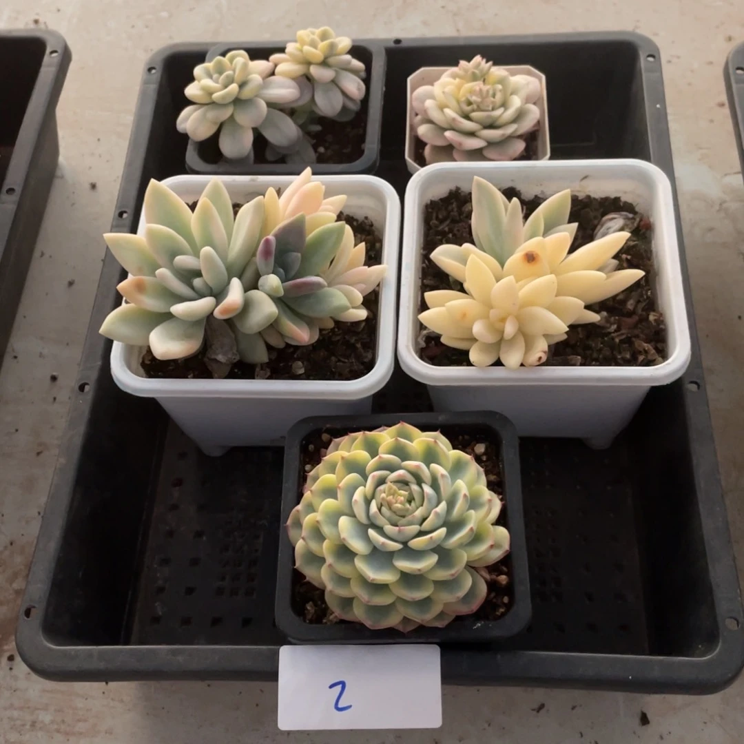 淘多肉春节福利价五盆