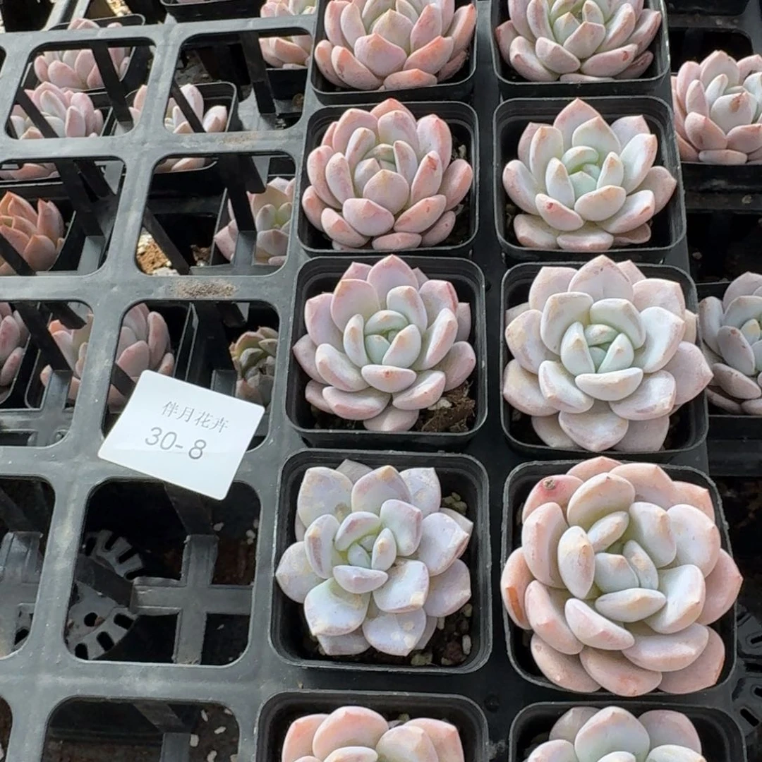 奶盖小的十棵量拍30-8左六