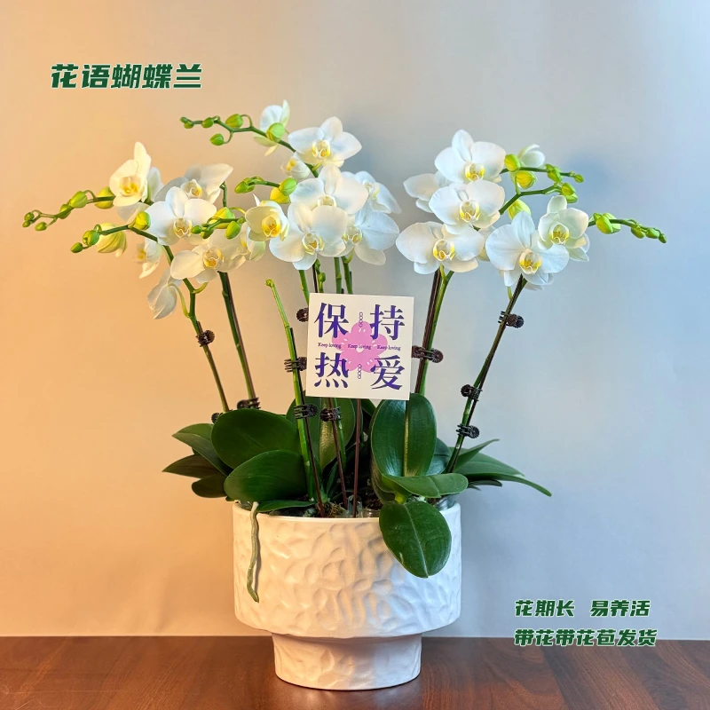蝴蝶兰【阿玛】 带花带花苞发货 室内客厅阳台花卉 好养易活