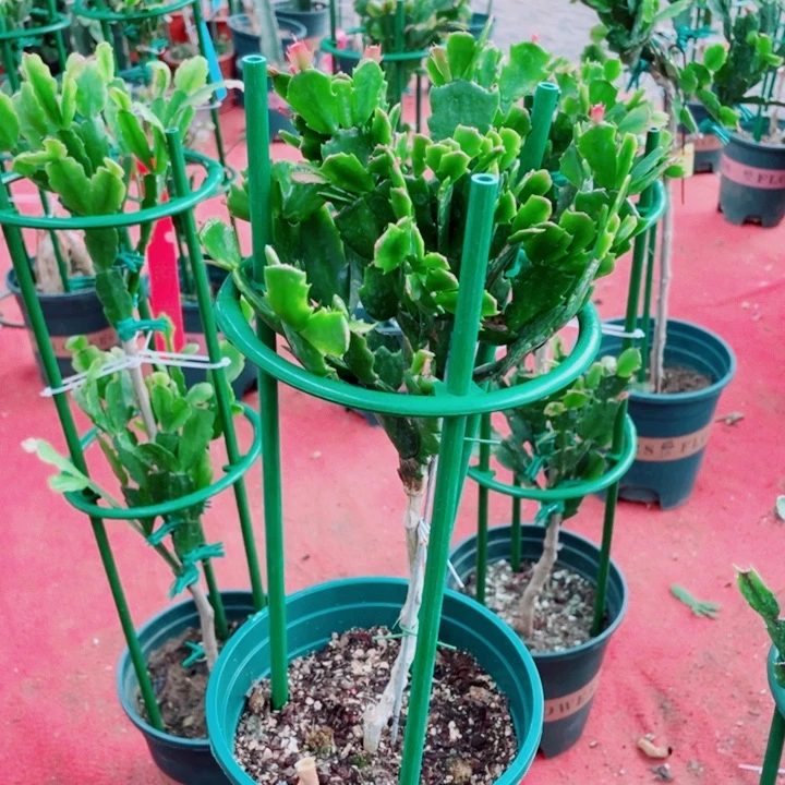 缘***空无花朵双色叶仙嫁接蟹爪兰
