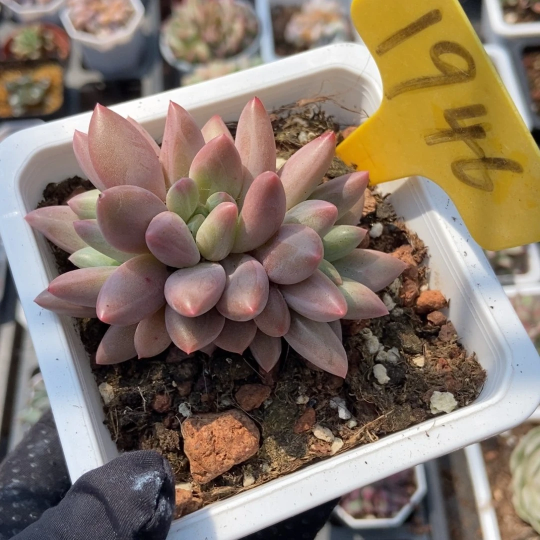 1946车厘子多肉植物