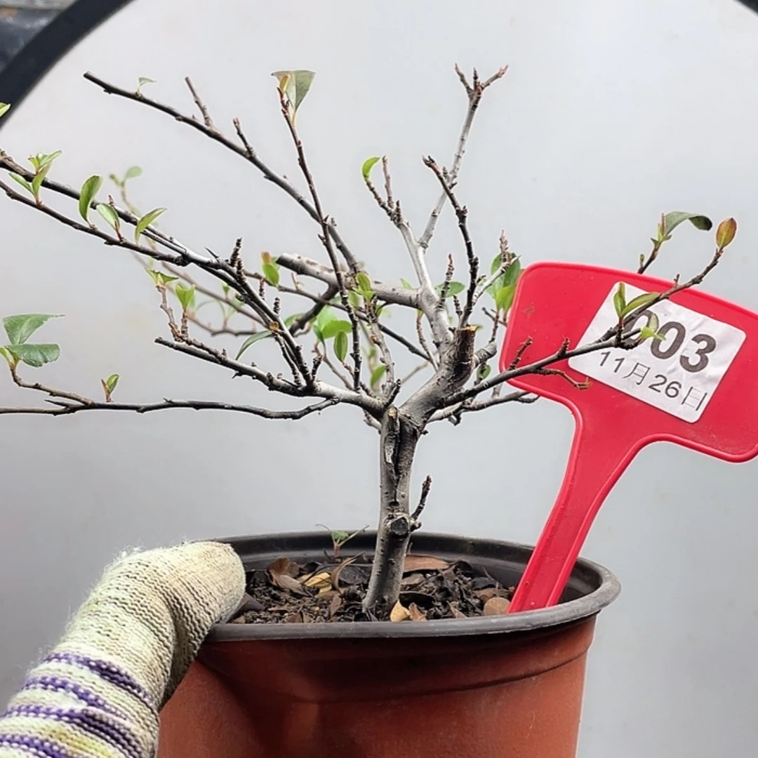 【闪购商品】无花朵003